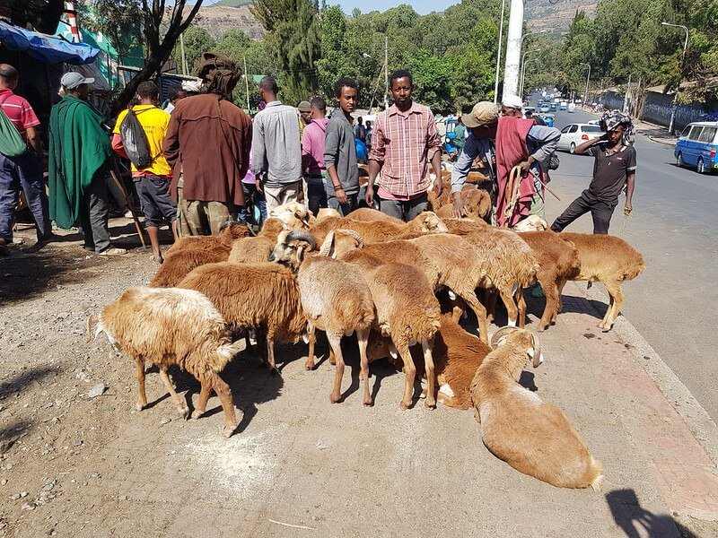 co warto zobaczyć w Gondar